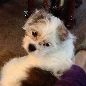 Meet your Posher, Mona